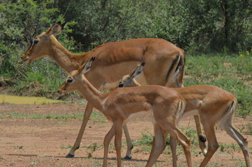A group of Imapala or deer posing in a game reserve