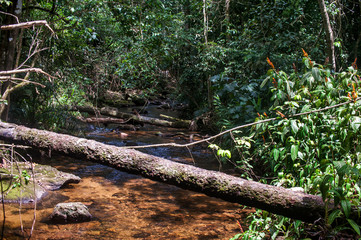 Stream photographed in the city of Cariacica, Espírito Santo - Southeast of Brazil. Atlantic Forest Biome. Picture made in 2012.