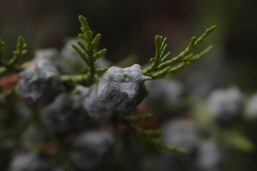 street animals sports food music flower sky