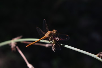 street animals sports food music flower sky