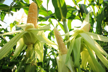 Ripe corn cobs in field on sunny day