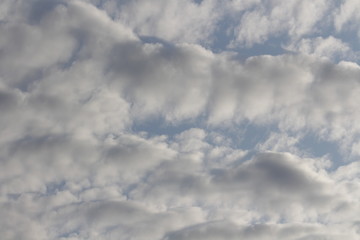 street animals sports food music flower sky