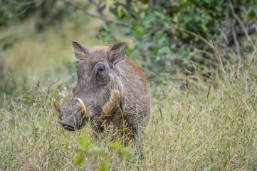 Portrait of a cute common Warthog or Phacochoerus africanus in a game reserve