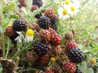 Wild black and red berries that grow on the mount under the sun of Spain. Blackberry, forest fruit among the daisies and fresh green grass. Healthy and natural food.