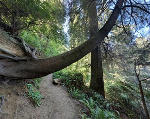 redwood sequoia trees path trail tree in forest with other plants