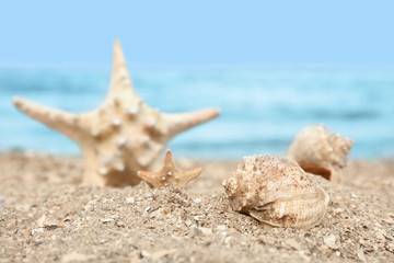 Fototapeta na wymiar Beautiful starfish and shells on sand near sea. Beach objects
