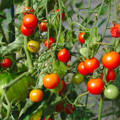 jardinage bio. tomates cerise rouge et verte sur leur branche