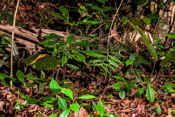 Common mouse opossum photographed in the city of Cariacica, Espirito Santo. Southeast of Brazil....