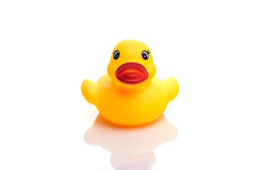 Yellow duck. Rubber toy isolated on white background.