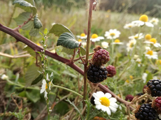 Wild black and red berries that grow on the mount under the sun of Spain. Blackberry, forest fruit among the daisies and fresh green grass. Healthy and natural food.