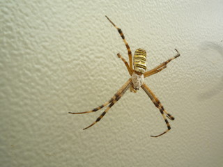 An unusual yellow spider