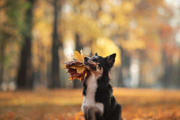 Fototapeta na wymiar The dog holds yellow leaves in the tooth. Border Collie in the park. autumn mood,