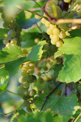 Fototapeta premium ripe white grapes hanging on the vine. Harvest of future white wine in the vineyard in the sunshine