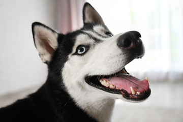 Cute funny Siberian Husky dog at home