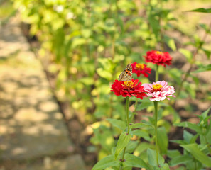 red flowers with a yellow core on a background of blurred green foliage. Butterfly on a flower