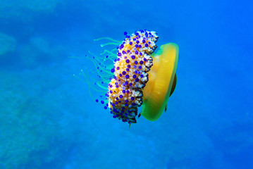 Mediterranean Fried Egg Jellyfish - Cotylorhiza tuberculata © Kolevski.V