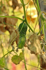lonely unripe cucumber hanging on a plant on a farm