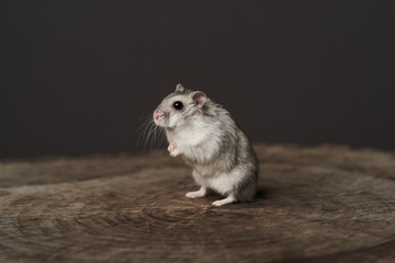 Small domestic hamster. Dwarf hamste. Little pet hamster