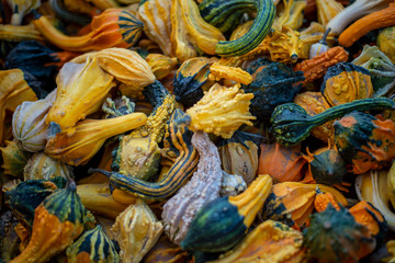 Naklejka premium Fall harvest of fresh decorative squash