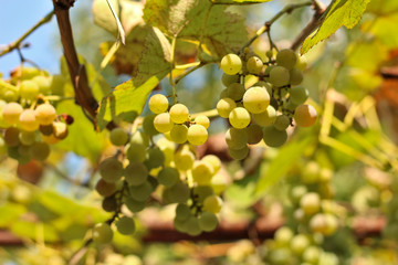 ripe white grapes hanging on the vine. Harvest of future white wine in the vineyard in the sunshine