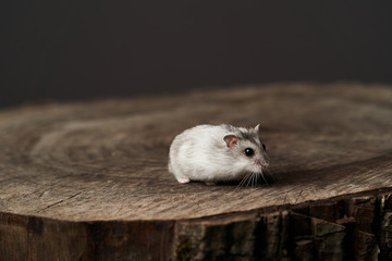 Obraz premium Small domestic hamster. Dwarf hamste. Little pet hamster