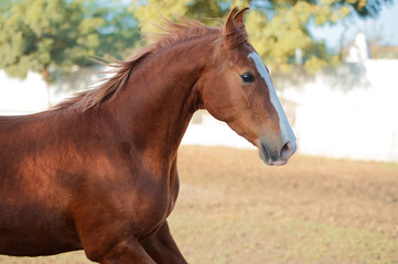 Fototapeta premium portrait of running chestnut beautiful Marwari mare in paddock. India