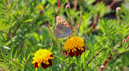 red flowers with a yellow core on a background of blurred green foliage. Butterfly on a flower
