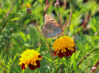 red flowers with a yellow core on a background of blurred green foliage. Butterfly on a flower