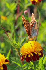red flowers with a yellow core on a background of blurred green foliage. Butterfly on a flower