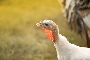 Domestic turkey outdoors on sunny day, closeup. Poultry farming