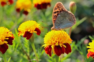 Fototapeta premium red flowers with a yellow core on a background of blurred green foliage. Butterfly on a flower