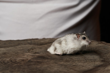 Small domestic hamster on hand. Djungarian Dwarf hamster.