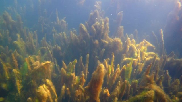shallow freshwater lake in bad ecologic situation with vallisneria plants covered by algae, coldwater biotope overfilled with organics, sun rays play through optically clear water, underwater footage