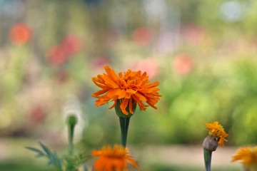 spherical orange flower on a background of blurry foliage