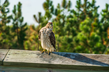 Hawk