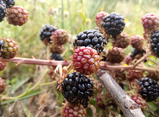 Wild black and red berries growing in the bush under the sun of Spain. Fruits of the blackberry, forest.