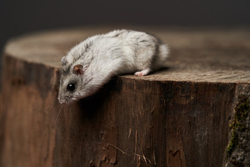 Little domestic hamster on hand. Djungarian Dwarf hamster