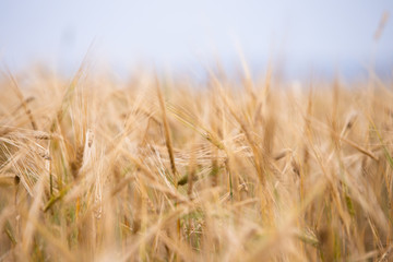 Young wheat grows on the field.