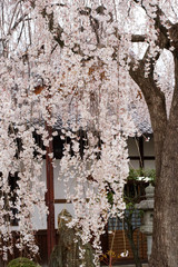 本満寺の枝垂れ桜