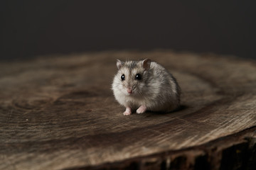 Little domestic hamster on grey background. Djungarian Dwarf hamster