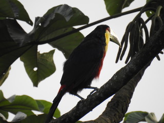 ve, animais, fauna, natureza, papagaio, verde, colorido, abelha, galho, bico, tropical, inóspito, amarelo, abelharuco, azul, vermelho, pena, comer, arara, bela, guarda-rios, árvore, exótica, arborizar