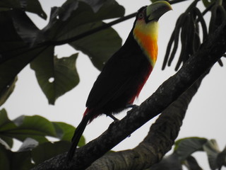 ave, papagaio, animais, tropical, natureza, colorido, fauna, verde, bico, arara, inóspito, galho, azul, pena, amarelo, exótica, árvore, vermelho, animal de estimação, selva, zôo, bela, floresta húmida