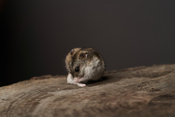Little domestic hamster on grey background. Djungarian Dwarf hamster