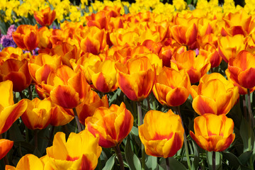 Obraz premium Tulpen (Tulpia)