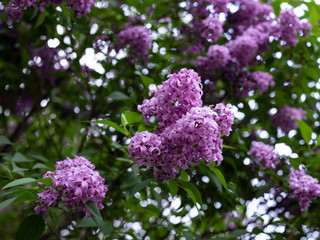 purple flowers of lilac
