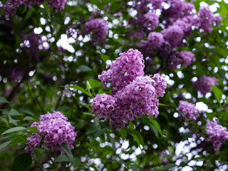 Obraz premium purple flowers of lilac