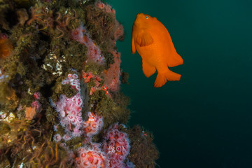 Garibaldi Fish swimming next to oil rig structure