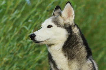 Portrait von einem Husky im Grünen