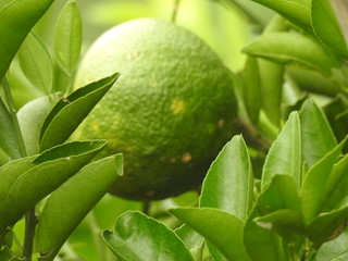 fruta, verde, árvore, alimento, lemmon, natureza, folha, citrino, lima, laranja, fresco, deixar,...