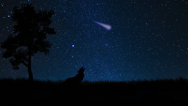 Wolf howling on a star filled night.mov